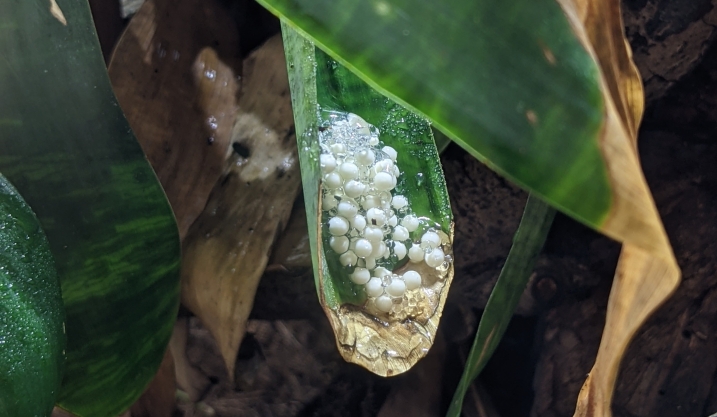 Orange-legged leaf frog spawn.jpg